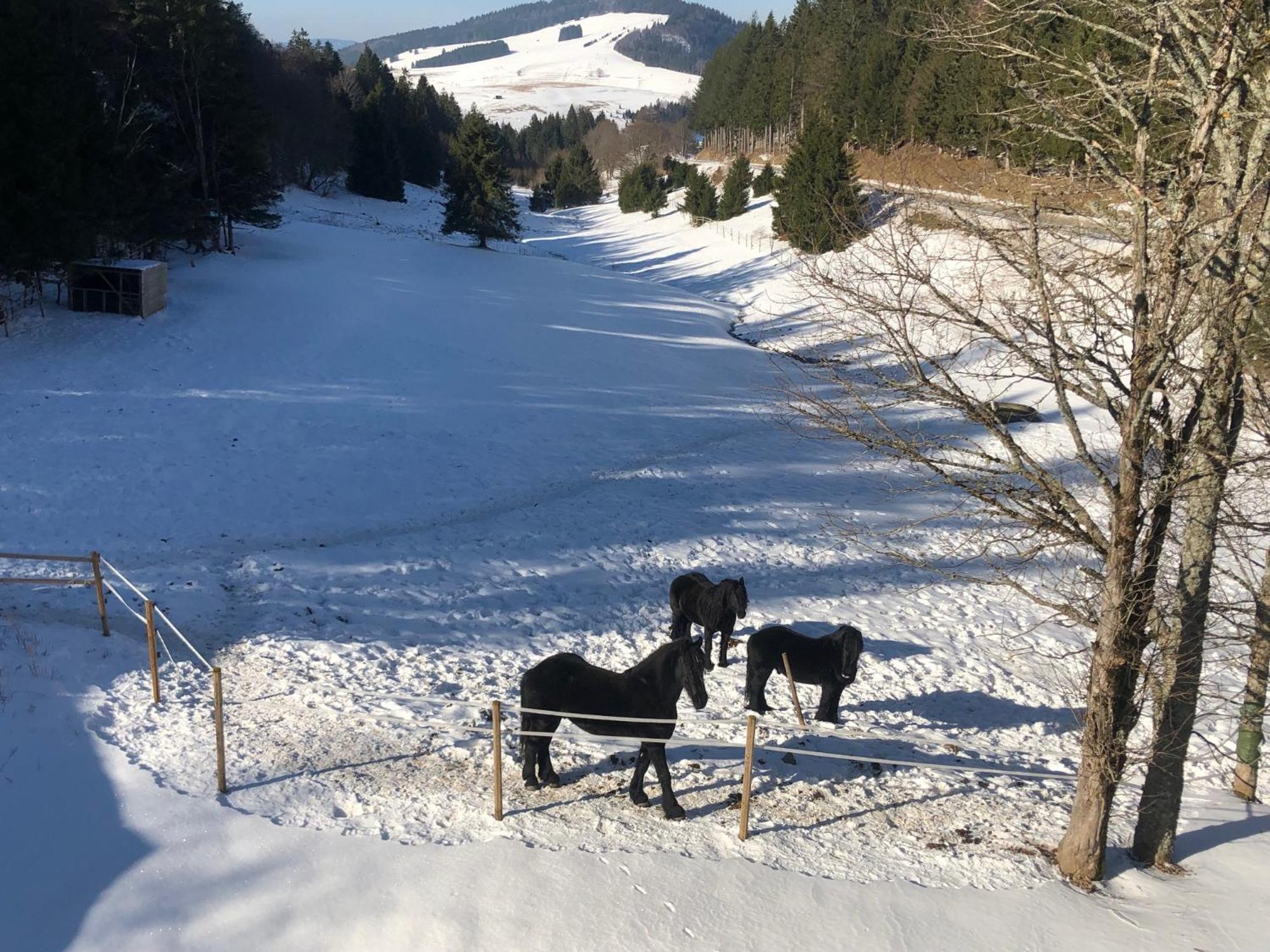 Waldhotel Auerhahn "Hochkopfhaus" Todtnau Kültér fotó