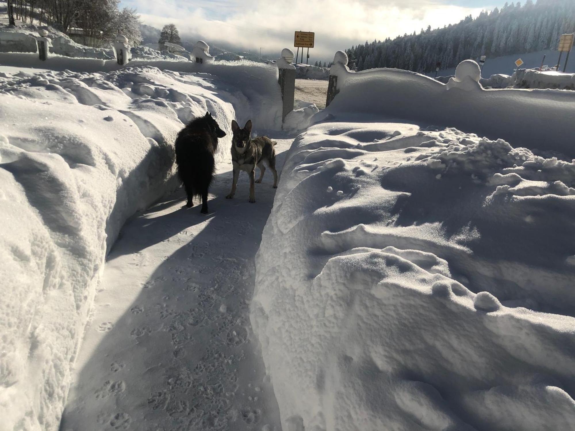 Waldhotel Auerhahn "Hochkopfhaus" Todtnau Kültér fotó